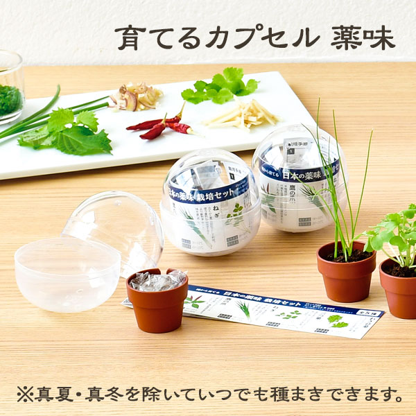 育てるカプセル  薬味
