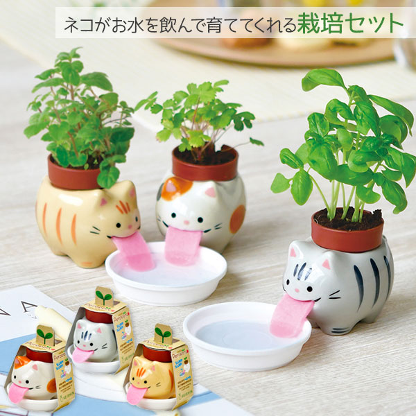 ペロポンキャッツ  栽培セット