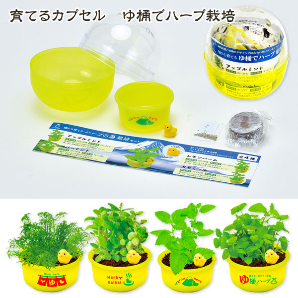 育てるカプセル  ゆ桶でハーブ栽培